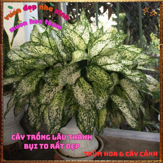 Chậu Cây VẠN LỘC XANH trồng trong nhà lọc không khí mang đến may mắn️📬Làng Hoa Sa Đéc