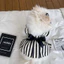 Mùa Hè Thú Cưng Đầm Quần Áo Cho Chó Mùa Hè Mỏng Phong Cách Teddy Bichon Pomeranian Yorkshire Chó Nhỏ Mèo Công Chúa Đầm