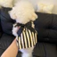 Mùa Hè Thú Cưng Đầm Quần Áo Cho Chó Mùa Hè Mỏng Phong Cách Teddy Bichon Pomeranian Yorkshire Chó Nhỏ Mèo Công Chúa Đầm