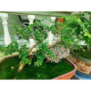 AA A 10hộp rêu chuyên đắp chậu cây cảnh bonsai, terarium ,bán cạn...vv