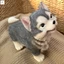 Đáng Yêu Chó Husky Nhựa Tượng Chống Thấm Nước Nhựa Động Vật Điêu Khắc Để Trang Trí Kệ Phòng Khách