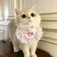 Thú Cưng Dễ Thương Nước Bọt Khăn Mèo Yếm Chó Khăn Chó Con Yếm Thỏ Nơ Ren Bichon Muppets