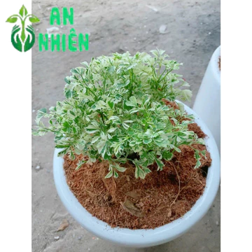 [HỏaTốc] Chậu Cây Đinh Lăng Cẩm Thạch 60cm