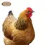 Hen Garden Cọc Trang Trí Sân Ký Động Vật Trang Trí Gà Đất Chèn Sân Nghệ Thuật Cho Trang Trại Sân Sân Ngoài Trời Đường Đi