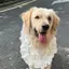 Thú Cưng Yếm Bốn Mùa Chó Nước Bọt Khăn Cho Chó Yếm Lớn Vừa Chó Nhỏ Vàng Retriever Ren Trang Trí Yếm Khăn