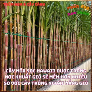 Mía Sọc HAWAII Ngọt Giòn Mềm Màu Sắc Rất Đẹp Thân To Lóng Dài 📒 Siêu Thị Hoa Và Cây Giống