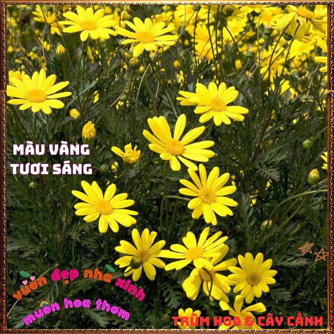 Chậu Hoa CÚC THÂN GỖ vàng rực rỡ nở quanh năm chịu nhiệt dễ trồng ️️🍔TRÙM HOA VÀ CÂY CẢNH