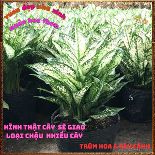 Chậu Cây VẠN LỘC XANH trồng trong nhà lọc không khí mang đến may mắn️📬Làng Hoa Sa Đéc