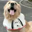 Chó Nước Bọt Khăn Trung Bình Chó Lớn Nước Bọt Khăn Chó Samoyed 2024 Phong Cách Mới Chó Hoạt Hình Dễ Thương Nước Bọt Khăn