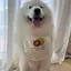 Thú Cưng Chó Nước Bọt Khăn Yếm Dễ Thương Lớn Vừa Chó Nhỏ Samo Golden Retriever Alaska Yếm Yếm Yếm