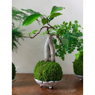 AA A kokedama quả cầu rêu tự nhiên đủ kích thước( làm từ rêu tự nhiên hàng làm thủ công)