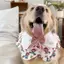 Phong Cách Mới Thú Cưng Nước Bọt Yếm Thú Cưng Chó Golden Retriever Trang Trí Dễ Thương Yếm Khăn Trang Sức