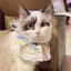 Thú Cưng Nước Bọt Khăn Mèo Yếm Ren Yếm Khăn Muppet Trang Trí Hình Con Chó Con Dễ Thương Tiếng Anh Ngắn Yếm