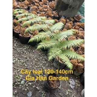 AA A củ dương xỉ culi size to lông vàng trang trí trong nhà siêu đẹp