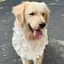 Thú Cưng Yếm Bốn Mùa Chó Nước Bọt Khăn Cho Chó Yếm Lớn Vừa Chó Nhỏ Vàng Retriever Ren Trang Trí Yếm Khăn