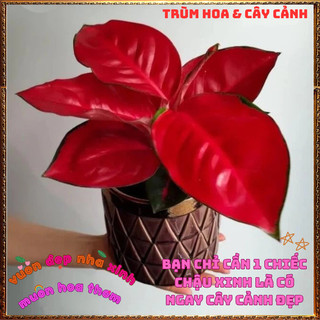 Chậu Cây VẠN LỘC SON trồng trong nhà lọc không khí mang đến may mắn️📬Làng Hoa Sa Đéc