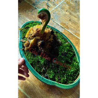 AA A 10hộp rêu chuyên đắp chậu cây cảnh bonsai, terarium ,bán cạn...vv
