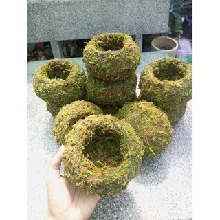 .. Quả cầu rêu Kokedama(ảnh thật tự chụp) làm chậu trồng cây, chậu bay, chậu treo .