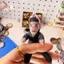 YT4 Theo đuổi Quạt Ngọc Changyu Xie Zheng Plushie Trừu Tượng Chuột Khô Sang Trọng Túi Charm