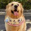 2026 Yếm Mùa Xuân Mùa Hè Yếm Phong Cách Mới Chó Golden Retriever Samoyed Husky Border Shepherd Yếm Trang Sức Dễ Thương