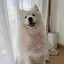 Chó Nước Bọt Khăn Chó Yếm Trung Bình Lớn Chó Mũ Chống Nước Bọt Khăn Chow Satsuma Golden Retriever Arah Yếm