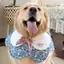 Yếm 2026 Phong Cách Mới Nước Bọt Cánh Hoa Thú Cưng Yếm Khăn Chó Lớn Golden Retriever Chó Trang Sức Dễ Thương