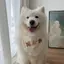 Thú Cưng Chó Nước Bọt Khăn Yếm Dễ Thương Lớn Vừa Chó Nhỏ Samo Golden Retriever Alaska Yếm Yếm Yếm