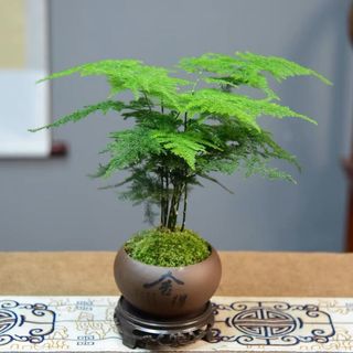 Phần còn lại Cát Tím Chậu hoa mọng nước Nhỏ có khay Hộp đựng lỗ gốm Phong cảnh Manzhu Cây xanh Đồ đá Máy tính để bàn Cây cảnh FIR