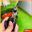 Nguồn adapter cấp điện 3 chấu cho Mixer F4 vs F7 nguồn điện ổn định giá rẻ