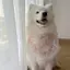 Chó Nước Bọt Khăn Chó Yếm Trung Bình Lớn Chó Mũ Chống Nước Bọt Khăn Chow Satsuma Golden Retriever Arah Yếm