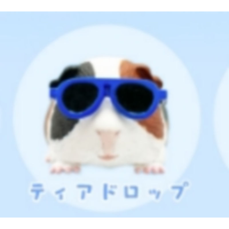 [BTF] Hàng có sẵn Nhật Bản Qitan Gashapon Kính râm Guinea Pig Guinea Pig Hamster Bán thứ hai dễ thương K8F3