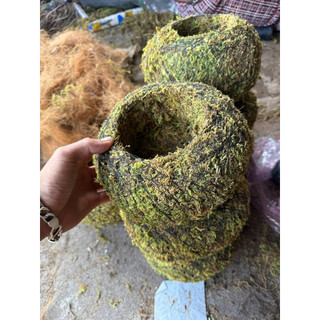 ... Cầu rêu kokedama size 15cm .