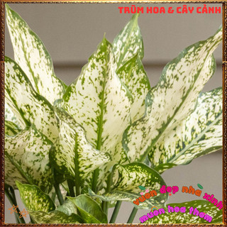 Chậu Cây VẠN LỘC XANH trồng trong nhà lọc không khí mang đến may mắn️📬Làng Hoa Sa Đéc