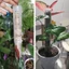 Mới 1 / 2 Miếng Dán Hỗ Trợ Cây Leo Núi Cực Rêu Có Thể Slicable Cho Monstera Pothos