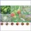Lưới cho vườn rau 2 mảnh Màn hình bảo vệ chim Lưới làm vườn cho rau quả Hoa quả Cây trồng mueadsyvn