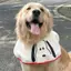 Chó Nước Bọt Khăn Trung Bình Chó Lớn Nước Bọt Khăn Chó Samoyed 2024 Phong Cách Mới Chó Hoạt Hình Dễ Thương Nước Bọt Khăn