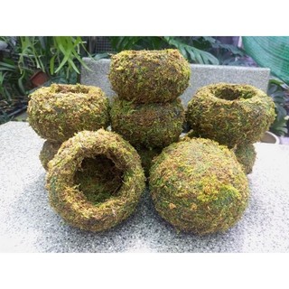 ... Quả cầu rêu Kokedama(ảnh thật tự chụp) làm chậu trồng cây, chậu bay, chậu treo .