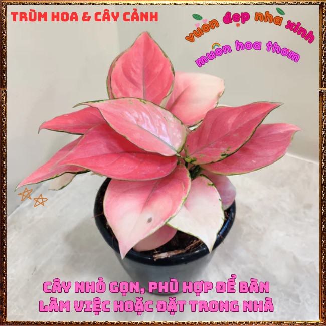 Chậu Cây VẠN LỘC HỒNG trồng trong nhà lọc không khí mang đến may mắn️📩Hoa Mười Giờ Bonsai & Phụ Kiện