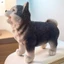 Đáng Yêu Chó Husky Nhựa Tượng Chống Thấm Nước Nhựa Động Vật Điêu Khắc Để Trang Trí Kệ Phòng Khách