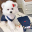 Thú Cưng Váy Denim Chó Mèo Váy Denim Mùa Xuân Mùa Hè Chó Nhỏ Quần Áo Thú Cưng Dễ Thương Dây Đeo Váy Teddy Bichon Muppets