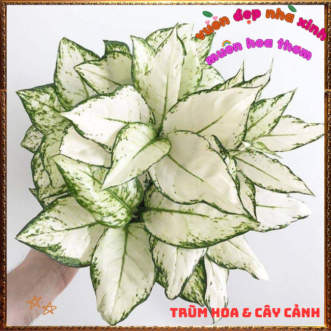 Chậu Cây VẠN LỘC TRẮNG mang may mắn vui vẻ để bàn làm việc, văn phòng️️🍔TRÙM HOA VÀ CÂY CẢNH