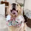 2026 Phong Cách Mới Cho Thú Cưng Nước Bọt Mùa Xuân Mùa Hè Mỏng Phong Cách Chó Golden Retriever Edge Musamo Trang Trí Yếm Dễ Thương Yếm Trang Sức