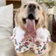 Phong Cách Mới Thú Cưng Nước Bọt Yếm Thú Cưng Chó Golden Retriever Trang Trí Dễ Thương Yếm Khăn Trang Sức
