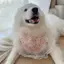 Chó Nước Bọt Khăn Chó Yếm Trung Bình Lớn Chó Mũ Chống Nước Bọt Khăn Chow Satsuma Golden Retriever Arah Yếm