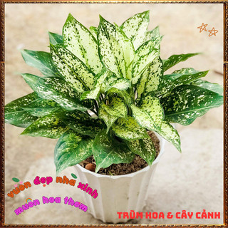 Chậu Cây VẠN LỘC XANH trồng trong nhà lọc không khí mang đến may mắn️📬Làng Hoa Sa Đéc