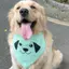 Ins Influencer 2026 Thú Cưng Chó Con Tam Giác Khăn Nước Bọt Khăn Lớn Vừa Nhỏ Chó Vàng Retriever Husky Trang Trí Thú Cưng