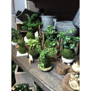 .quả cầu rêu kokedama size 18cm trồng thay chậu