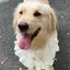 Thú Cưng Yếm Bốn Mùa Chó Nước Bọt Khăn Cho Chó Yếm Lớn Vừa Chó Nhỏ Vàng Retriever Ren Trang Trí Yếm Khăn