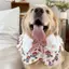 Phong Cách Mới Thú Cưng Nước Bọt Yếm Thú Cưng Chó Golden Retriever Trang Trí Dễ Thương Yếm Khăn Trang Sức