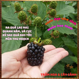 Chậu Cây MÂM XÔI ĐEN chịu nhiệt trái quanh năm PHÚC BỒN TỬ dễ trồng️📜 Hoa Giống Mới Siêu Đẹp, Dễ Trồng